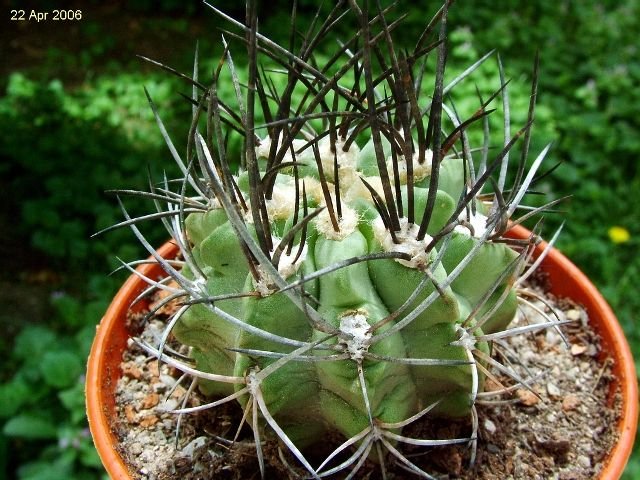 Eriosyce_ paucicostata ssp.paucicostata_ 02